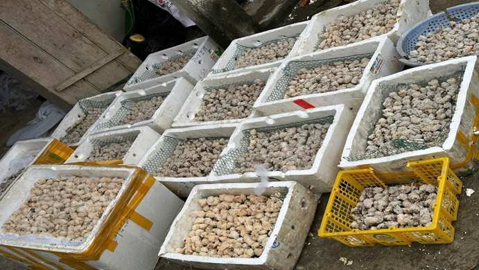 Thanh niên khởi nghiệp thành công với mô hình nuôi Ốc Bươu Đen