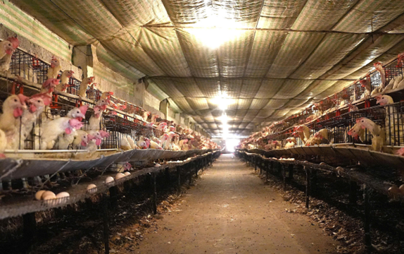 Hiệu quả cao từ mô hình nuôi gà sinh sản