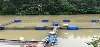 Làm giàu từ mô hình tổng hợp Ao- chuồng