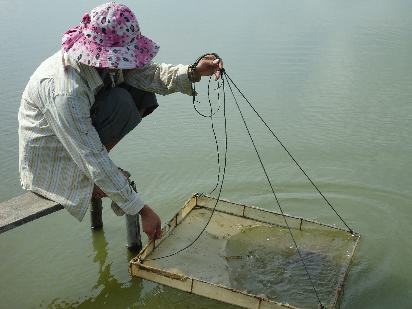 Giải pháp nào cho nghề nuôi tôm bền vững tại Nghệ An