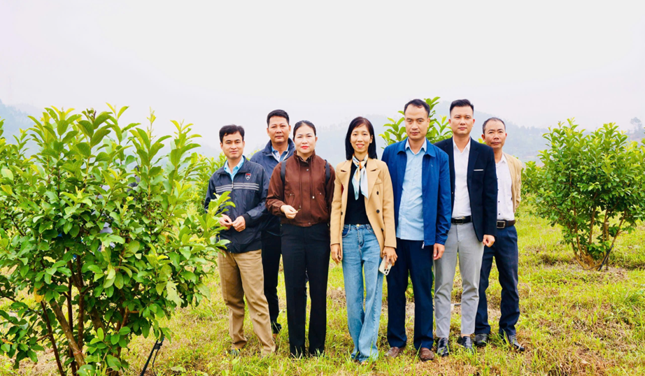 Nghiệm thu mô hình trồng ổi lê Đài Loan theo tiêu chuẩn VietGAP tại xã Bích Hào