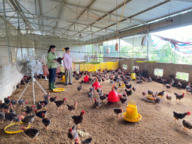 Hiệu quả chăn nuôi gà thịt an toàn sinh học