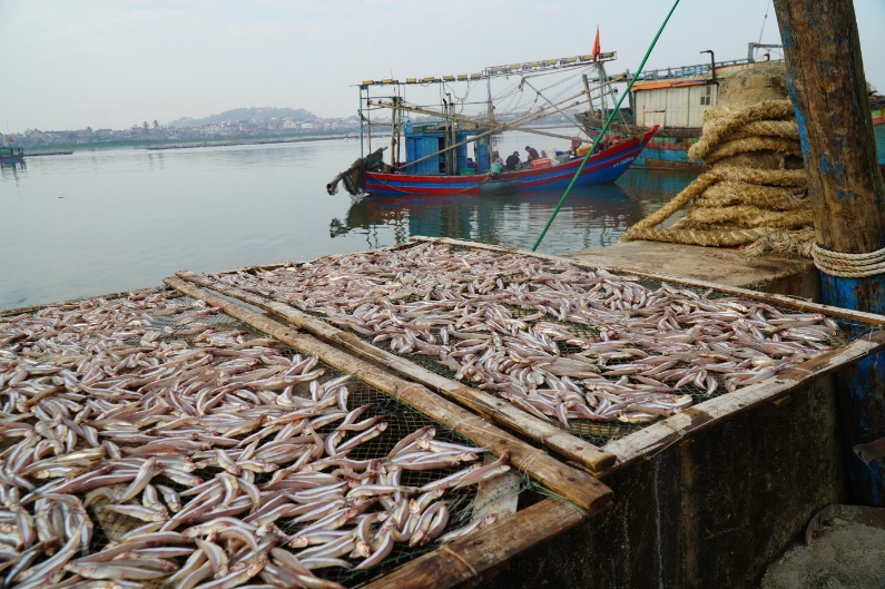 Tân Mai phát huy thế mạnh kinh tế biển từ nghề khai thác và chế biến cá cơm 