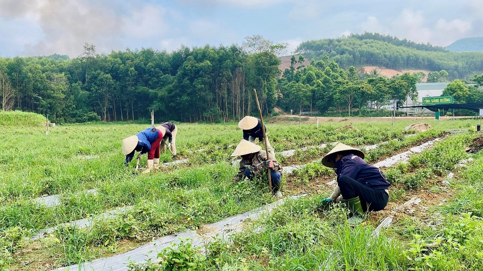 Hướng sinh kế xanh nơi đại ngàn