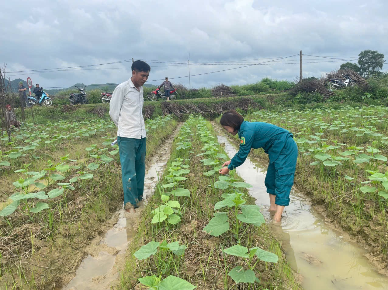 Hiệu quả kinh tế từ mô hình trồng dưa chuột vụ Đông an toàn trên đất hai lúa