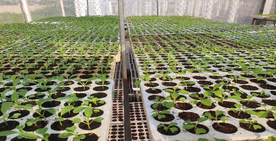 Trồng rau khí canh – công nghệ mới cho nông nghiệp đô thị hiện đại