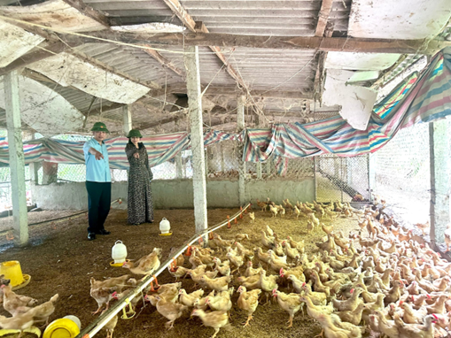 Hiệu quả mô hình chăn nuôi gà thịt theo hướng tuần hoàn