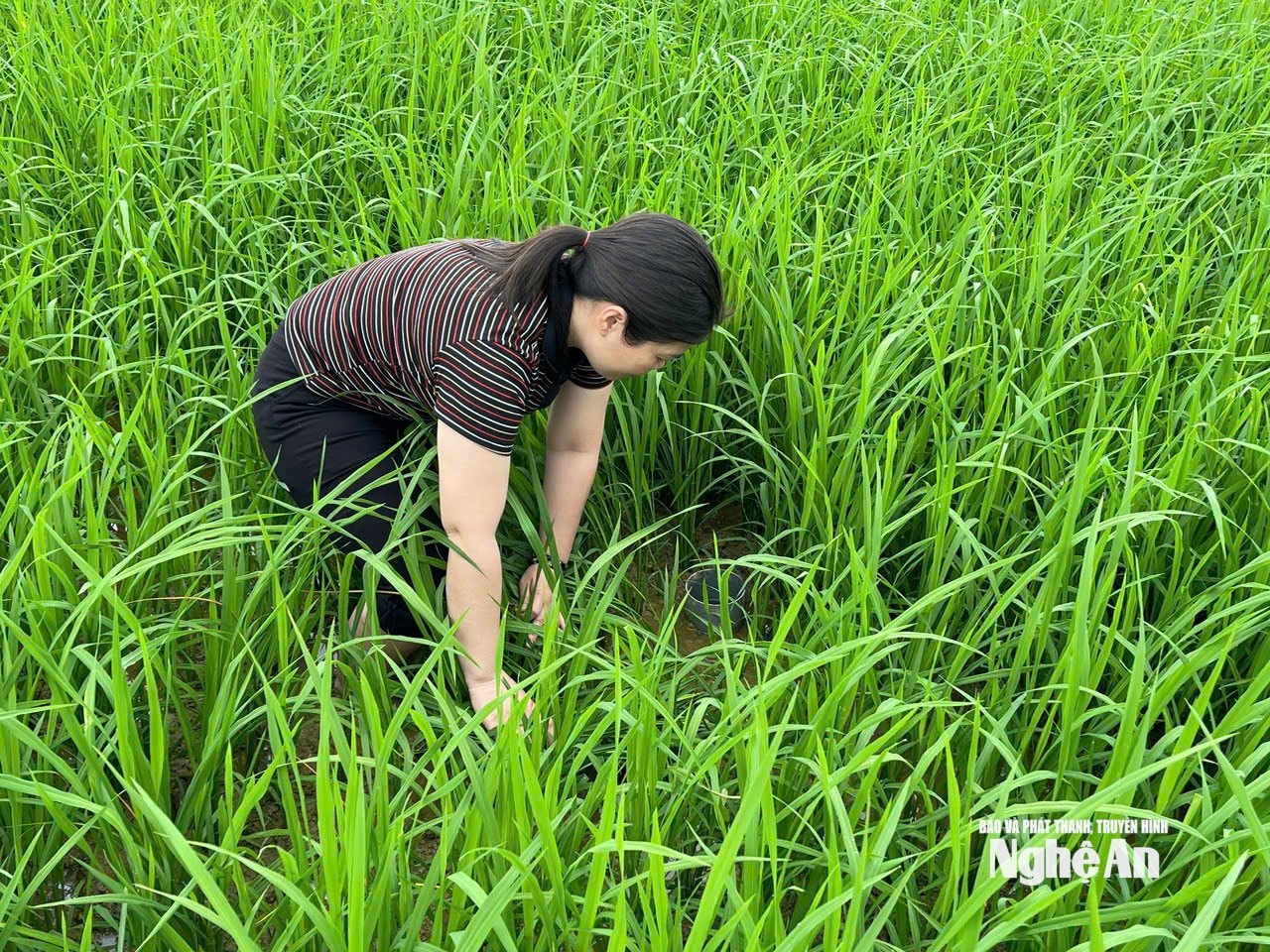 Nghệ An hướng tới mục tiêu kép trong sản xuất lương thực