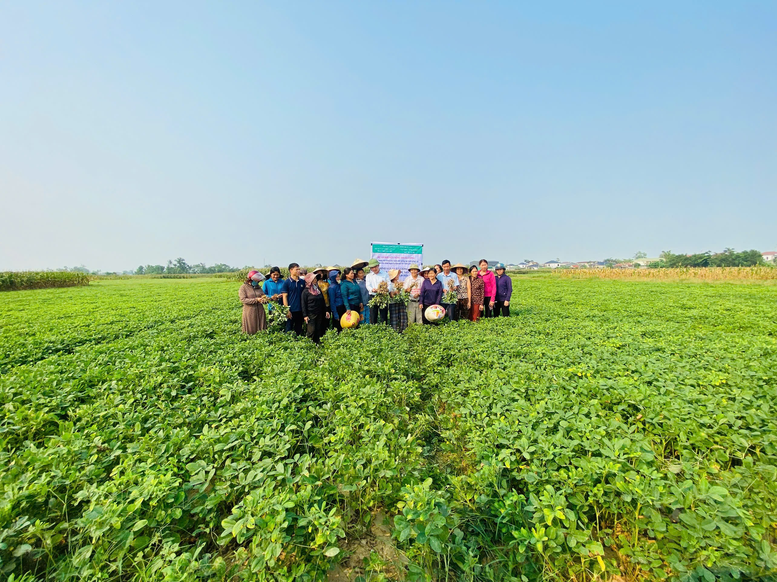 Hội thảo đầu bờ đánh giá mô hình sản xuất thử giống lạc mới L29 tại xã Trung Lộc