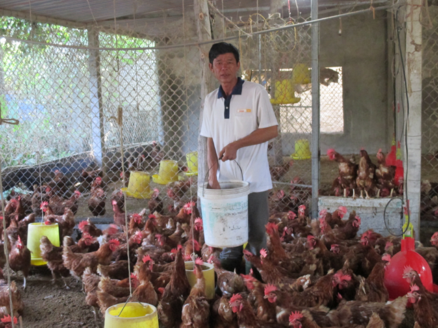 Mô hình nuôi gà theo hướng VietGAHP của hộ anh Hoàng Văn...