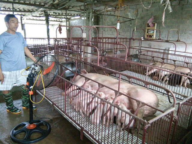 Mô hình nuôi lợn nái sinh sản hộ anh Nguyễn Văn Sơn Diễn...