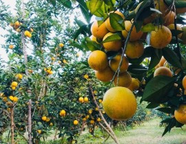 Ảnh tập san số 12 năm 2025