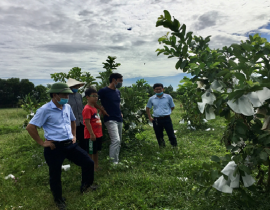 Kiểm tra mô hình trồng Ổi lê Đài Loan tại xã Long Xá huyện Hưng Nguyên