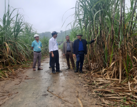 Lãnh đạo trung  tâm KNNA kiểm tra mô hình trồng mía tại xã Thọ Sơn - Anh Sơn