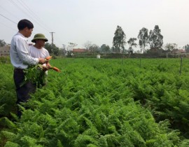 Mô hình sản xuất rau sạch tại xã Quỳnh Liên - TX Hoàng Mai