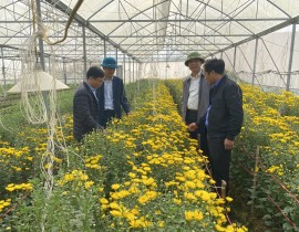 Lãnh đạo Trung tâm khuyến nông Nghệ an kiểm tra mô hình trồng hoa tại xã Xuân Hòa huyện Nam Đàn