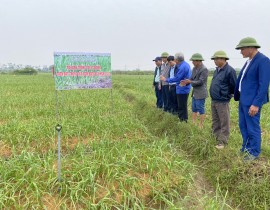 Lãnh đạo Trung tâm Khuyến nông Nghệ An kiểm tra mô hình trồng tỏi vụ đông trên đất trồng lúa kém hiệu quả năm 2022 tai huyện Hưng Nguyên