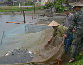 Mô hình cá giống cấp 2 hộ anh Nguyễn Hồng Anh – xã Nam Anh – Nam Đàn