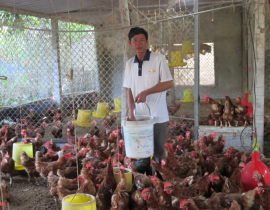 Mô hình nuôi gà theo hướng VietGAHP của hộ anh Hoàng Văn Cương, xóm 8, xã Diễn Trung – Diễn Châu