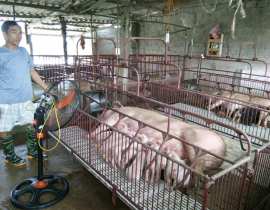 Mô hình nuôi lợn nái sinh sản hộ anh Nguyễn Văn Sơn Diễn Liên Diễn Châu
