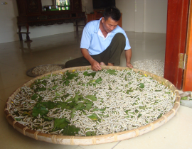 Mô hình trồng dâu nuôi tằm tại Diễn Kim Diễn Châu