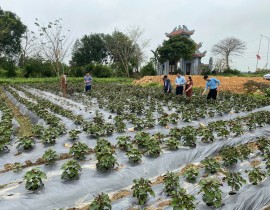 Lãnh đạo Trung tâm Khuyến nông tỉnh Nghệ An kiểm tra và khảo sát các mô hình nông nghiệp tại huyện Đô Lương