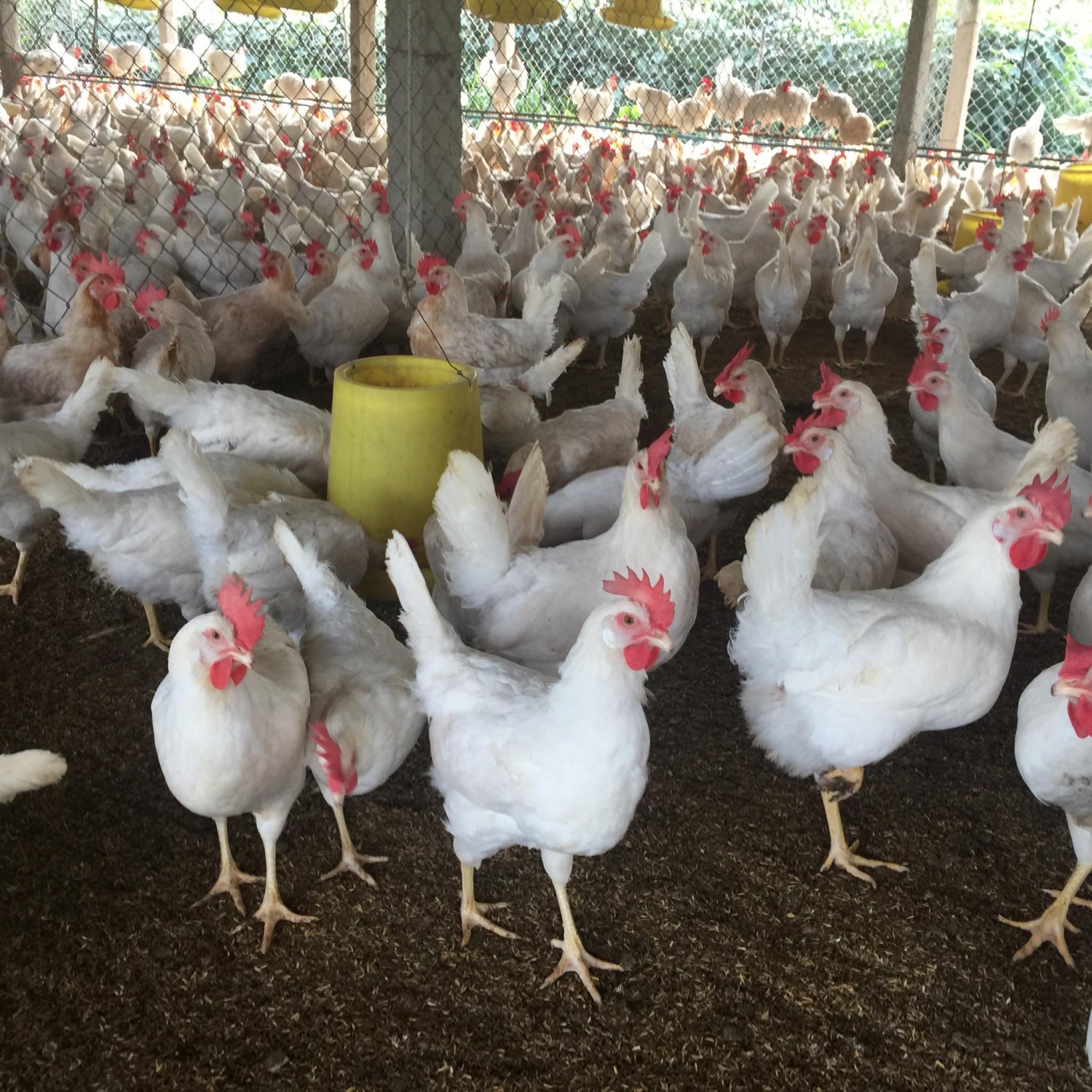 Mô hình chăn nuôi gà sinh sản tại hộ Cao Văn Cường, xóm Đồng Tâm - xã Nghĩa Hoàn - huyện Tân Kỳ