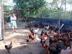 Nghiệm thu mô hình chăn nuôi gà thịt có sử dụng thức ăn thảo dược năm 2018 tại xã Hùng Tiến- Huyện Nam Đàn