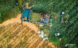Xã Quỳnh Vinh – TX Hoàng Mai Phát huy tiềm năng, lợi thế để hướng đến phát triển kinh tế nông nghiệp toàn diện