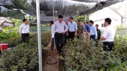 Tập huấn TOT: Kỹ thuật nhân giống thâm canh và cải tạo phục hồi giống hồng bản địa Nam Đàn