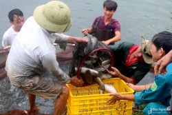 Nuôi cá lóc mõm nhím ở Quỳnh Lưu (Nghệ An) lãi hàng trăm triệu đồng