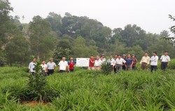 Kết quả bước đầu mô hình trồng thâm canh bưởi đảm bảo vệ sinh an toàn thực phẩm tại Nghệ An