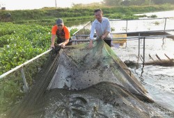 Nghệ An: Nuôi cá chép giòn, cá lóc đầu nhím lãi hàng trăm triệu đồng
