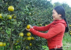 Nghệ An: Xây dựng nền nông nghiệp hiện đại, hiệu quả