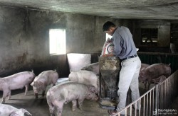 Tái đàn lợn sao cho hiệu quả sau dịch?