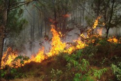 Tăng cường các biện pháp phòng chống cháy rừng trong mùa nắng nóng