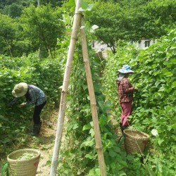 Hiệu quả từ mô hình Đậu cove leo tại xã Mường Lống Huyện Kỳ Sơn
