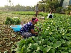 Hiệu quả trồng rau vụ Đông ở Quỳnh Thanh – Quỳnh Lưu