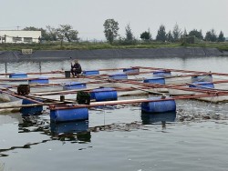 Nghệ An: Triển khai 08 nhóm giải pháp để phát triển nuôi thủy sản đặc sản nước ngọt