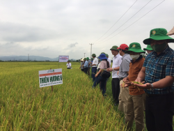 Huyện Hưng Nguyên hội thảo: Đánh giá kết quả cánh đồng lớn liên kết sản xuất lúa chất lượng cao vụ xuân năm 2022