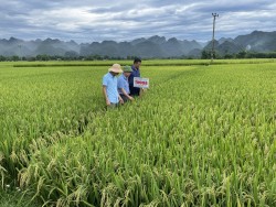 Kết quả bước đầu từ mô hình khảo nghiệm giống lúa thuần chất lượng cao TH998 tại huyện Quỳ Hợp