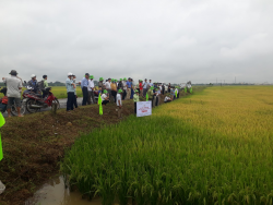 TBR 97 - giống lúa thuần chất lượng cao mới tiềm năng trên cánh đồng Đô Lương