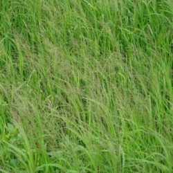 Một số lưu ý khi phòng trừ cỏ dại trên cây lúa