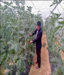 Hiệu quả từ mô hình trồng dưa hấu sọc không hạt ở xã Nghi Hưng - huyện Nghi Lộc - tỉnh Nghệ An