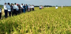 UBND huyện Nam Đàn Tổ chức Hội thảo mở rộng mô hình sản xuất giống lúa thuần chất lượng cao QR1 vụ hè thu 2022