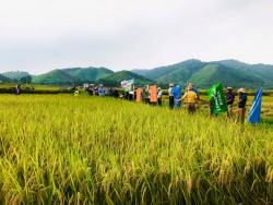 Hiệu quả từ xây dựng mô hình trồng giống lúa mới LP 1601 tại thị xã Thái Hòa