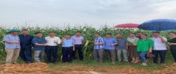 Trung tâm dịch vụ nông nghiệp Thị xã Thái Hòa tổ chức hội thảo đầu bờ đánh giá kết quả xây dựng mô hình trồng ngô ngọt gắn với liên kết tiêu thụ sản phẩm vụ hè thu năm 2022