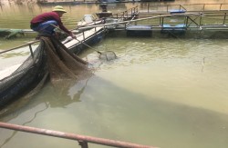 Xã Đồng Văn - huyện Quế Phong: Phát triển kinh tế từ nuôi cá lồng hồ trên thủy điện Hủa Na