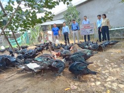 Nghiệm thu mô hình “Chăn nuôi ngan đen thương phẩm sử dụng chế phẩm sinh học” tại xã Châu Cường, huyện Quỳ Hợp.