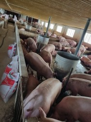 Chăn nuôi lợn gắn với liên kết, tiêu thụ sản phẩm